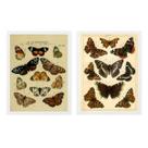 Kit 2 Quadros Borboletas Vintage 24x18cm