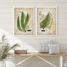 Kit 2 Quadros Botânica Vintage Folhas 33x24cm - com vidro