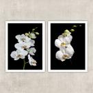 Kit 2 Quadros Fotografia Orquídeas Brancas 24x18cm Kit 2 Quadros Fotografia Orquídeas Brancas 24x18cm