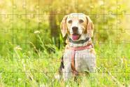 Kit 2 Quebra-Cabeça Inclusivos Beleza de Cachorros 60 Peças