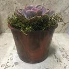 Kit 20 peças de vaso plástico nº6 para suculentas ou violetas - cores amadeiradas