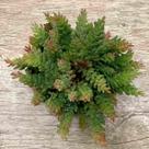 Kit 20 Suculentas Sedum Mini Folhagem Artificial Planta Artificial de Qualidade para Sala - DE8903
