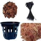 Kit 20 Vasos Vazados VS15 Substrato Pinus 20 Hastes Plantio Jardim Natural