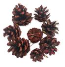 Kit 24pç Pinha Natural Decoraçã Glitter Enfeite De Natal 4cm