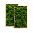 Kit 2cx Musgo Fofão Vivo Natural Para Kokedama Bonsai Terrário