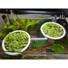 Kit 3 Anel Flutuante para Plantas Aquáticas Organizador para Aquário