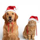 Kit 3 Chapéu Natalino P/ Cães E Gatos Gorro Papai Noel Pet