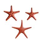 Kit 3 Estrelas do Mar Laranja Estilo Boho Chic, Rústico e Tropical VÁRIAS VARIEDADES