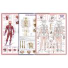 Kit 3 Mapas Do Corpo Humano: Sistema Muscular + Esquelético 1 + Esquelético 2 - Dobrados