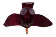 Kit 3 Orquídea Negra Adulta + Musgo 5 Litros