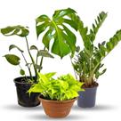 Kit 3 Plantas Para Área Interna Jiboia, Costela e Zamioculca