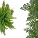 Kit 3 Plantas Samambaia Prata - Francesa - Havaiana Planta Natural Para Decoração De Casa Interiores Ambientes Jardinagem