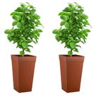 Kit 3 Vasos 28L Cinza - Preto- Marrom - Branco para Plantas Flores Cachepot Rattan - Plasnew