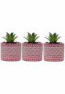 Kit 3 Vasos em Cimento Decorativo Pink com Suculenta Planta Kit 3 Vasos em Cimento Decorativo Pink com Suculenta Planta