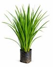 Kit 30 Mudas Moreia Branca Para Jardim Planta Ornamental Resistente