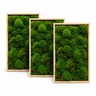 Kit 3cx Musgo Fofão Vivo Natural Para Kokedama Bonsai Terrário
