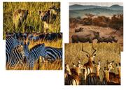Kit 4 Atividades para Mente Animais da Savana Africana 40 peças