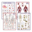 Kit 4 Mapas Do Corpo Humano: Esquelético 1 + Esquelético 2 + Muscular + Corpo Humano - Dobrados