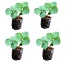 Kit 4 Mudas De Morango Planta Frutífera Para Horta E Jardim