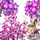 Kit 4 Orquídeas Dendrobium Plantas Adultas