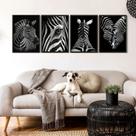 Kit 4 Quadros Decorativos Zebras 45x34cm