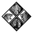Kit 4 Quadros Filhote Leão Leoa Fauna Animal Geométricas