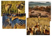 Kit 4 Quebra-cabeças Atividades para Mente Animais da Savana Africana 40 peças Kit 4 Quebra-cabeças Atividades para Mente Animais da Savana Africana 40 peças