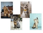 Kit 4 Quebra-cabeças Cognitivos Gatinhos de 60 peças Kit 4 Quebra-cabeças Cognitivos Gatinhos de 60 peças