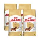 Kit 4 Ração Royal Canin Dachshund Para Cães Adultos 2,5Kg Kit 4 Ração Royal Canin Dachshund Para Cães Adultos 2,5Kg