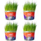 Kit 4un Graminha para Gatos - Mister Grama