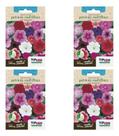 Kit 4x Sementes Petúnia Multiflora Anã Sortida Topseed 100mg