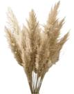 Kit 5 Haste Pluma Natural Para Decoração Capim Dos Pampas