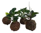 Kit 5 kokedamas peperômias diversas nylon decoração lindo