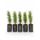 Kit 5 Mudas de Mini Podocarpo 10 a 15 cm Planta Ornamental Para Vasos e Jardim