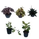 Kit 5 Mudas Peperômias Variadas Mistas Planta Natural Rara