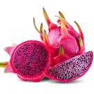 Kit 5 Mudas Pitaya Zamorano Gigante - Auto Fértil