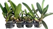 Kit 50 Mudas De Plantas Cattleyas Adultas