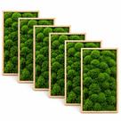 Kit 5cx Musgo Fofão Vivo Natural Para Kokedama Bonsai Terrário