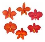 Kit 6 Mini Orquídeas Sophronitis Espécies Plantas Adultas