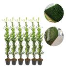Kit 6 Mudas De Podocarpo 1 Metro Plantas Ornamentais Para Jardim Kit 6 Mudas De Podocarpo 1 Metro Plantas Ornamentais Para Jardim