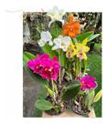 Kit 6 Orquideas Catleya Com Flor Variadas