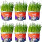Kit 6un Graminha para Gatos - Mister Grama
