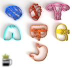 Kit 7 Cortador Órgãos do Corpo Medindo 6CM Cada