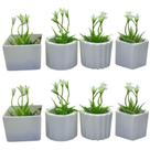 Kit 8 Vasinhos Decoração com Plantinhas