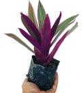 Kit 80 Mudas Da Exótica Planta Abacaxi Roxo