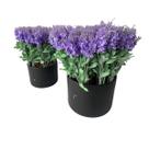 Kit 9 Lavanda Artificial Realista para Vasos Centros de Mesa e Festas Kit 9 Lavanda Artificial Realista para Vasos Centr Kit 9 Lavanda Artificial Realista para Vasos Centros de Mesa e Festas Kit 9 Lavanda Artificial Realista para Vasos Centr