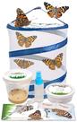 Kit Borboleta Nature Gift Store com 5 Lagartas Vivas