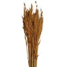 Kit Capim Brinco Decorativo - 10 Unidades de Flor Seca