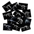 Kit científico: conjunto de raios-X para animais SZREGGIO educacional com mesa de luz