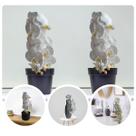 Kit com 10 Hastes de Orquídea Branca Artificial 100X15 Perfeito para Decoração de Centros de Mesa DE1324